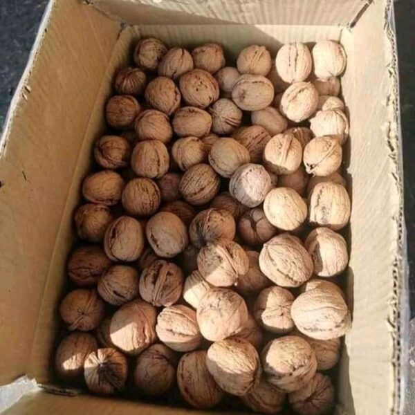 Organic Walnut Inshell - Image 5