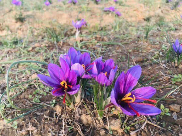 Kashmiri Mongra Saffron - Image 3